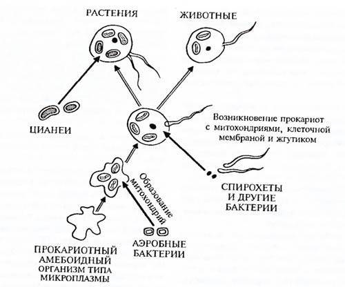 Каковы основные этапы эволюции растений?