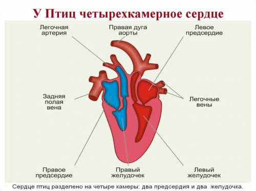 Какое сердце у птиц(полная характеристика)?