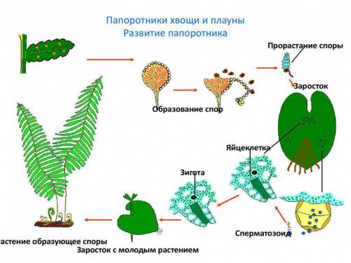 Перечисли по порядку этапы жизненого цикла растений ​