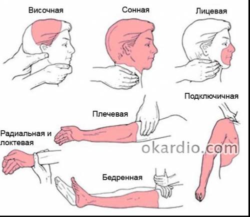 Сердечный цикл, движение крови по , первая доврачебная при кровотечениях. можно краткие ответы