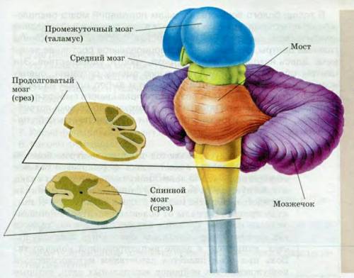 Отдел головного мозга главная функция которого является синтез всех видов чувствительности