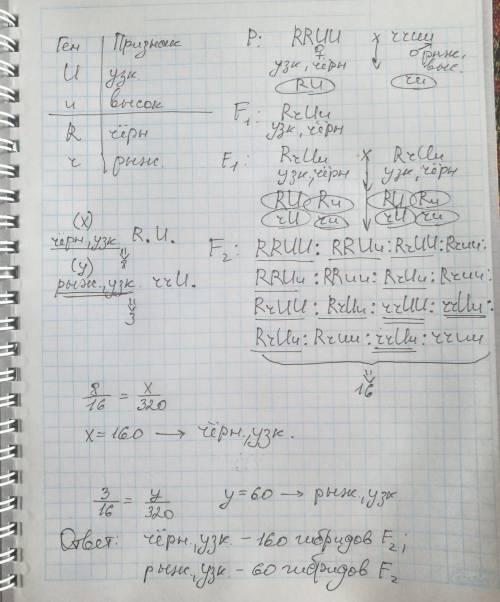 Скажите как решать подобные . ответ будет 160 и 160? у кур черное оперение (r) доминирует над рыжим