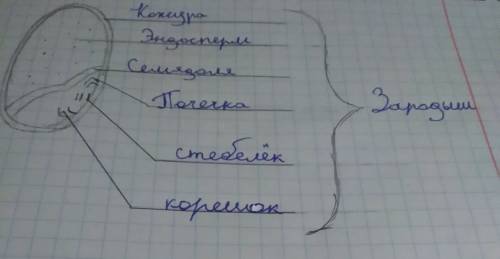 Разделите семя однодольного растения пополам зарисуйте зародыш отметите основные компоненты