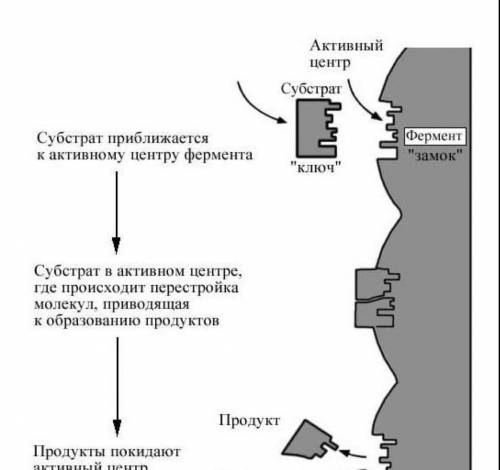 Объясните механизм взаимодействия фермента и субстрата , !