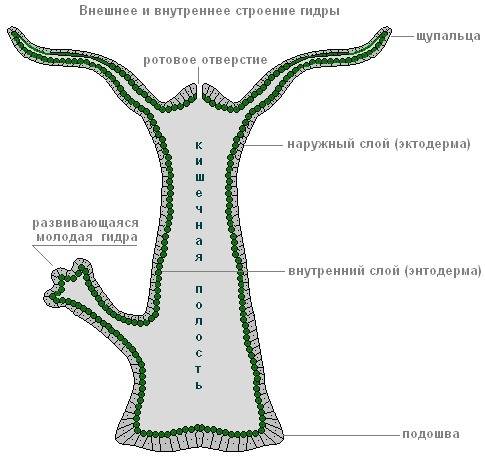 Биология 7 класс таблица строение гидры