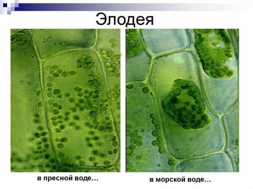 Лабораторная работа изучение процессов плазмолиза и деплазмолиза в цитоплазме