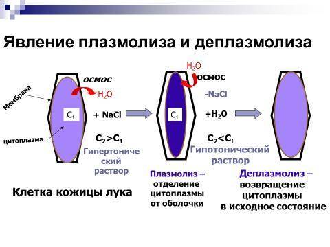 Лабораторная работа изучение процессов плазмолиза и деплазмолиза в цитоплазме