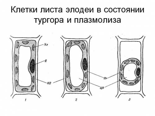 Лабораторная работа изучение процессов плазмолиза и деплазмолиза в цитоплазме