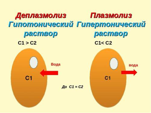 Лабораторная работа изучение процессов плазмолиза и деплазмолиза в цитоплазме