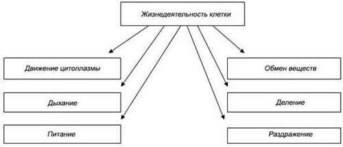 Составить таблицу о жизнедеятельности живой клетки