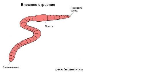 Найдите передний и задний концы тела поясок определите на каком сегментах тела находится поясок. у д