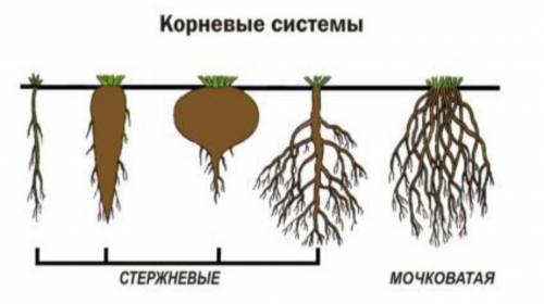 Типы корневых систем 6 класс биология