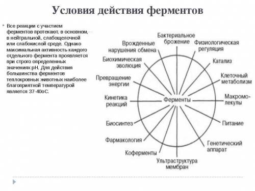 Какие условия необходимы для функционирования фермента ?