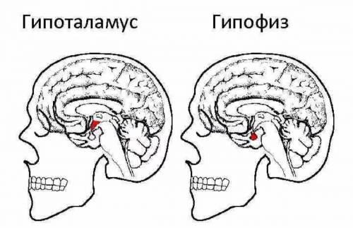 Как гипофиз связан с гипоталамусом (строение и/или функции)