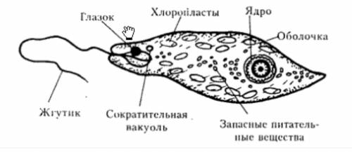 Напишите части и органоиды эвгелины зеленой. в таблице