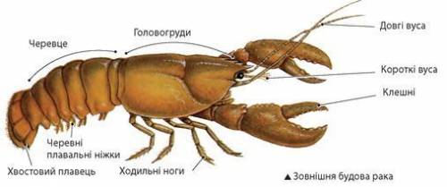 Найти строение тела речного рака. запишите их название.