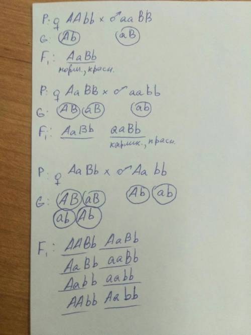 Утоматов нормальная высота растений ( а ) и красная окраска плодов ( b ) являются доминантными призн