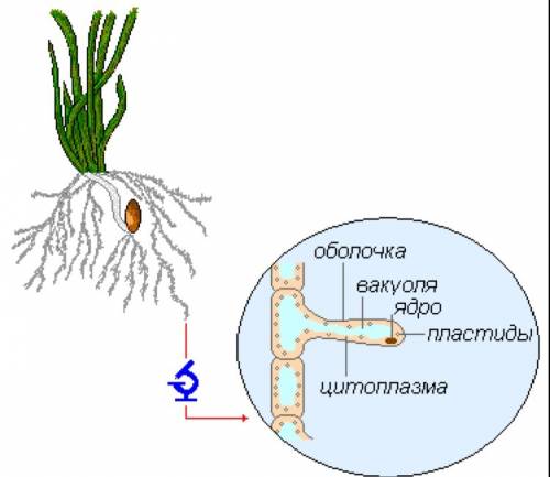 Найдите картинку строения корневого волоска, 6 класс биология