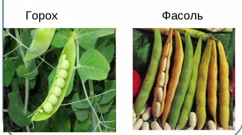 Соцветия, плод, долголетия, хозяйственное значение гороха и фасоли