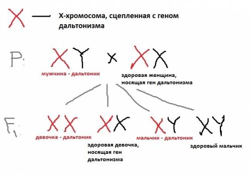 Дальтонизм у человека наследуется в сцепленном х хромосомой состоянии и вызывает рецессивным геном.