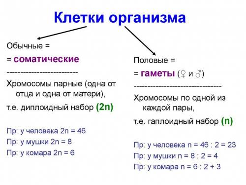 Вклетках комара 6 хромосом схематически изобразите клетку комара во время анафазы