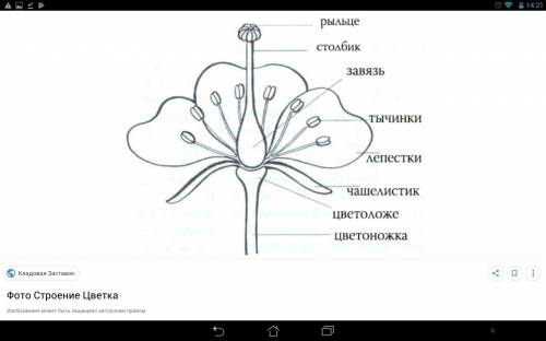 75 хэлп, и еще фото растения можно с инета в крупном плане практическая сос! сос! сос! сос! сос! сос