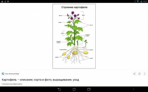 75 хэлп, и еще фото растения можно с инета в крупном плане практическая сос! сос! сос! сос! сос! сос