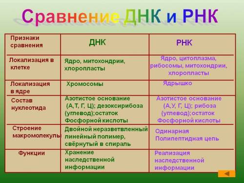 Сравнение днк с рнк +функции органоидов животной и растительной клетки