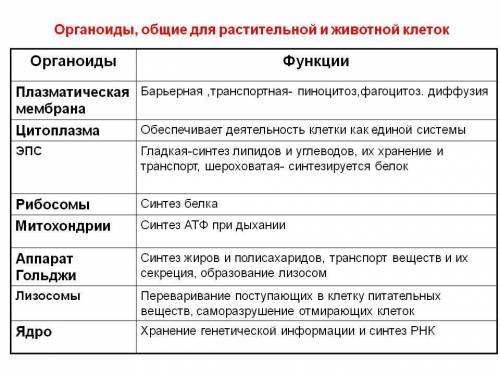 Сравнение днк с рнк +функции органоидов животной и растительной клетки