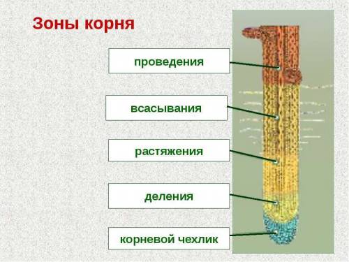 Вкакой зоне корня происходит проведение воды и минеральных веществ?