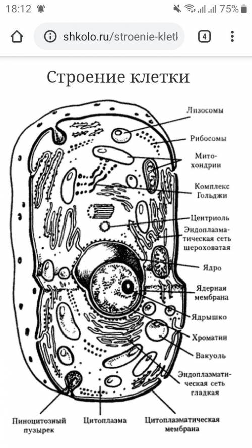 Што такое клетка какое у неё строение