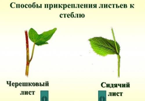 Чем черешковый лист отличается от сидячего