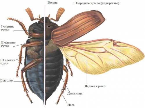 До каких сегментов груди прикрепляются крылья и надкрылья у майского жука