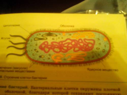 Опишите особенности внешнего и внутреннего строения бактерий. только не из интернета и ! ( 50 , но з