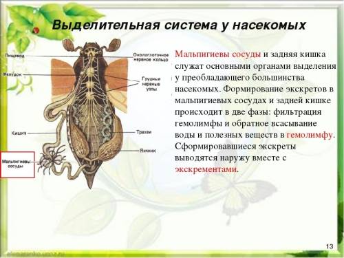 1.как построены ротовые органы насекомых? 2.как переваривается у насекомых пища? 3.как работает серд