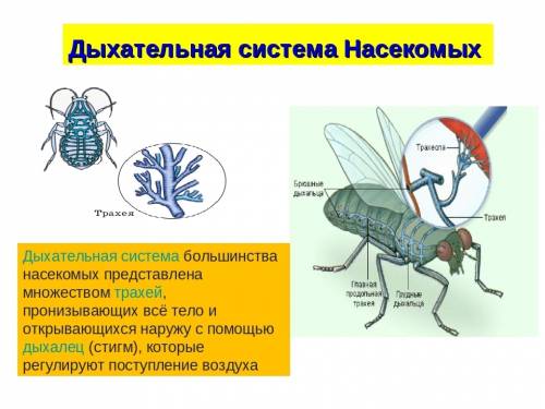 1.как построены ротовые органы насекомых? 2.как переваривается у насекомых пища? 3.как работает серд