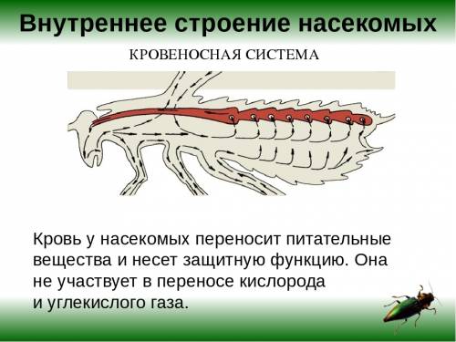 1.как построены ротовые органы насекомых? 2.как переваривается у насекомых пища? 3.как работает серд