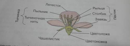 Строение цветка, биология 6 класс! заранее огромное !