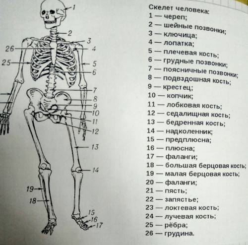 Какие основные части различают в скелете человека