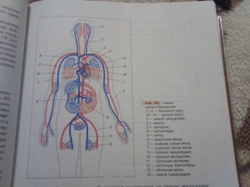 Изобразите в виде схемы движение крови по отделам сердца и крупным , если начать с вены на руке и за