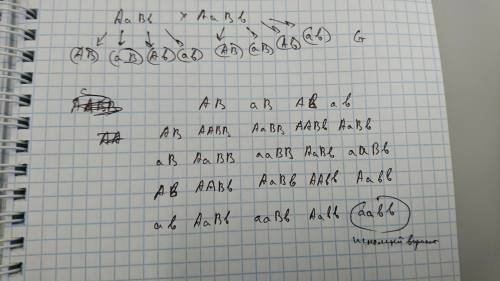 Укареглазых праворуких родителей родился голубоглазый левша. определите вероятность этого, если кари