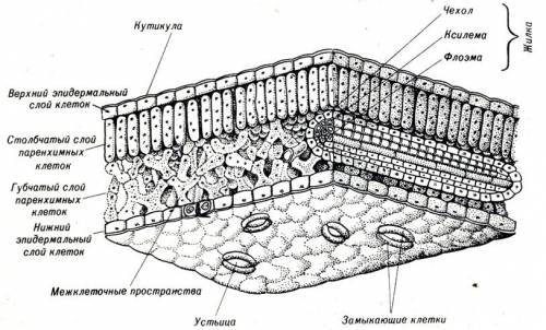 Только что вылупившаяся из яйца крошечная гусеница бабочки начала грызть лист. какой слой она съест