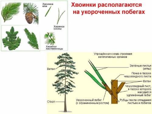 1.зарисуй побег сосны с хвоинки 2. сделай общий вывод о многообразии побегов у растений !