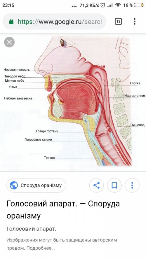 Як побудований голосовий апарат людини