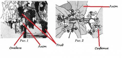 1. рассмотрите изображения. покажите стрелками и подпишите на рисунках стебель, лист, соцветие, плод