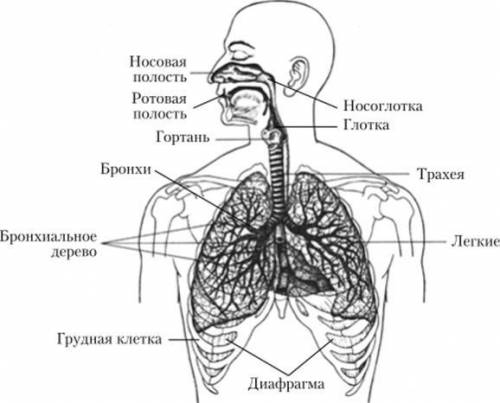 Таблица органы дыхания. название органа,выполняемые функции,особенности строения.