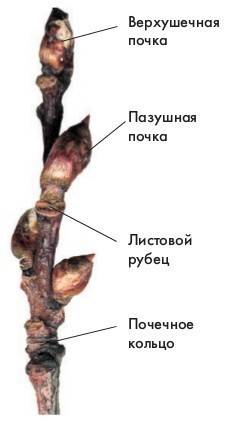 Как называется почки расположенные по бокам стебля? ?