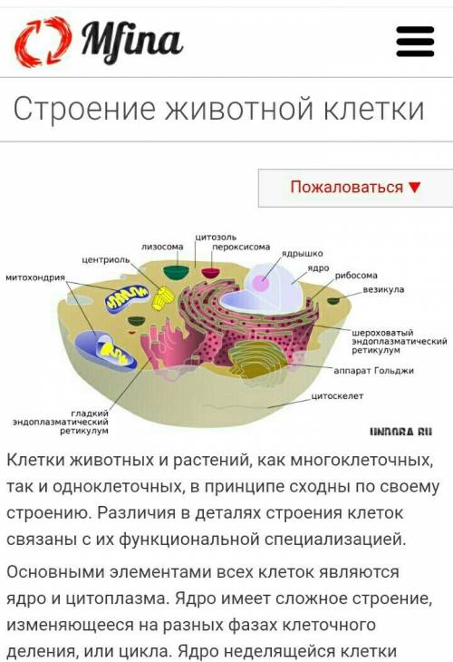 Строение животной клетки и её свойства