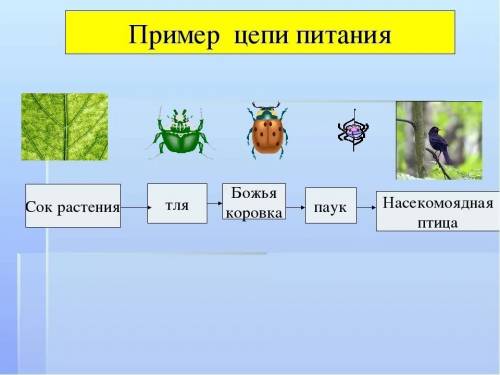 Сделать цепь питания есль первое звено растения