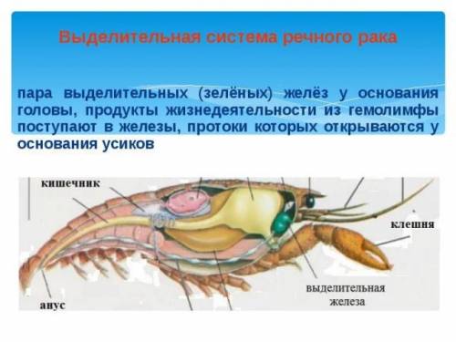 Как называется выделительная система рака?